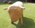 Sheep Resting - playground sculpture, concrete, seating for children 5