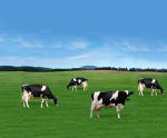 DAF system for poultry processing unit at organic farm