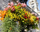 Conventional self-watering hanging basket (CHB-1P)