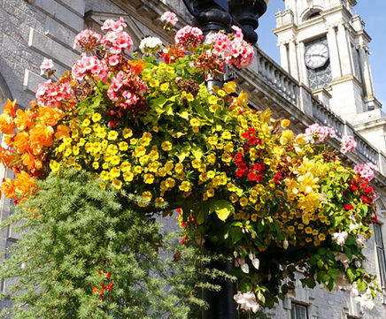Conventional self-watering hanging basket (CHB-1P)