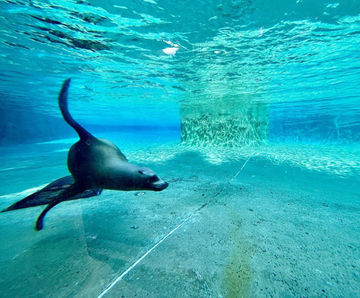Belfast Zoo to reinvest savings generated from Hyprolyser install
