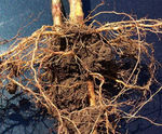 Rootbarrier 400 - impermeable woven HDPE root barrier