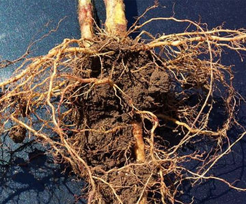 Rootbarrier 400 - impermeable woven HDPE root barrier