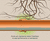 RootSeal Technology protects Wavin OsmaDrain from trees and root ingress 0