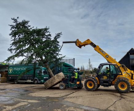 Mature Cedrus libani for prestigious garden designer's project