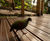 Gripsure® Yellow Balau non-slip smooth / grooved decking 4