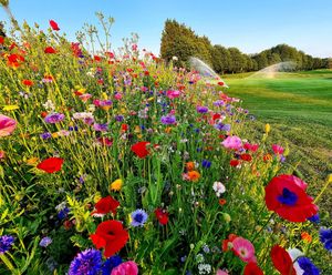 DLF delivers carnival of colour at Chipping Sodbury Golf Club