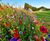 DLF delivers carnival of colour at Chipping Sodbury Golf Club 0
