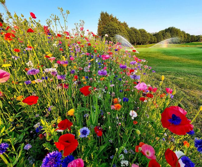 DLF delivers carnival of colour at Chipping Sodbury Golf Club
