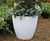 Premium Egg Cup fibreglass planter 4