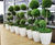 Premium Egg Cup fibreglass planter 1