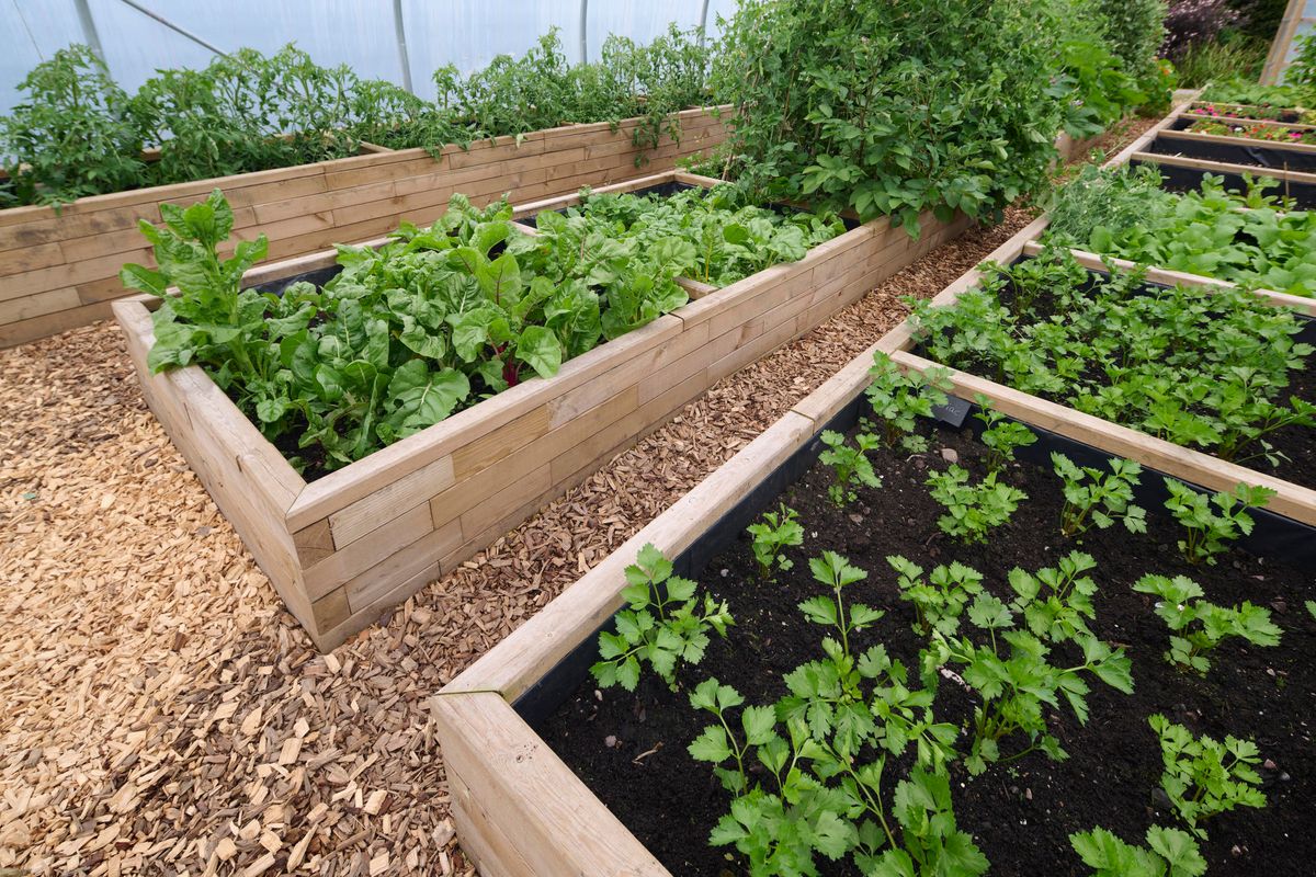 Images for Raised planters for vegetables in luxury hotel's kitchen garden