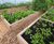 Raised planters for vegetables in luxury hotel's kitchen garden 2