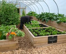 Raised planters for vegetables in luxury hotel's kitchen garden