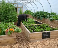 Raised planters for vegetables in luxury hotel's kitchen garden