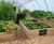 Raised planters for vegetables in luxury hotel's kitchen garden 0