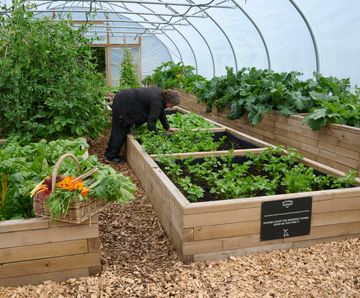 Raised planters for vegetables in luxury hotel's kitchen garden