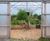 Raised planters for vegetables in luxury hotel's kitchen garden 4