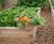 Raised planters for vegetables in luxury hotel's kitchen garden 5