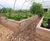 Raised planters for vegetables in luxury hotel's kitchen garden 7