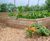 Raised planters for vegetables in luxury hotel's kitchen garden 6