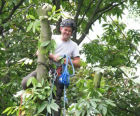 Arboricultural services