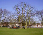 Arboricultural / tree surgery service