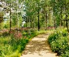 Wildflower Shade Tolerant Turf