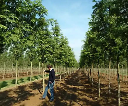 Container-grown conifers