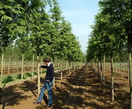 Container-grown deciduous trees