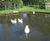 Bacterial products for effluent bioaugmentation 1
