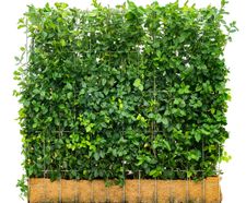 Mobilane Green Screen - living privacy hedge panels