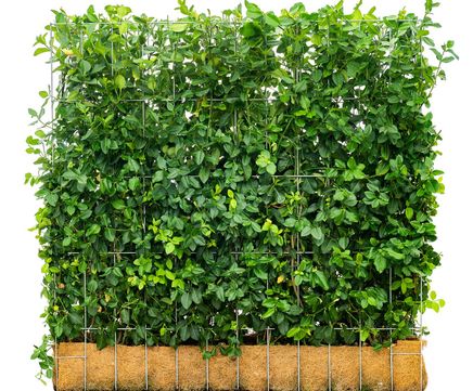 Mobilane Green Screen - pre-grown living fence system for outdoor screening