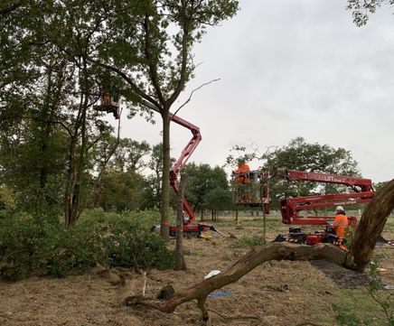 Ancient Woodland Translocation, Lichfield