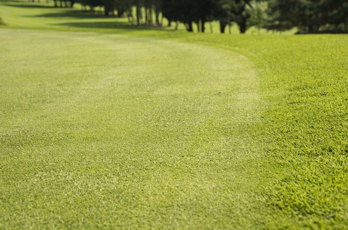 Overseeding with bentgrass at Bransford Golf Club Images Overseeding with bentgrass at Bransford Golf Club Images