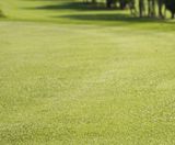 Overseeding with bentgrass at Bransford Golf Club - on this page