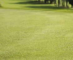 Overseeding with bentgrass at Bransford Golf Club