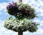 Cup & Saucer Up-the-Pole self-watering plant basket