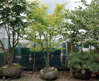 Multi-stem trees