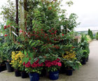 Specimen shrubs