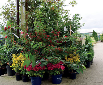 Specimen shrubs