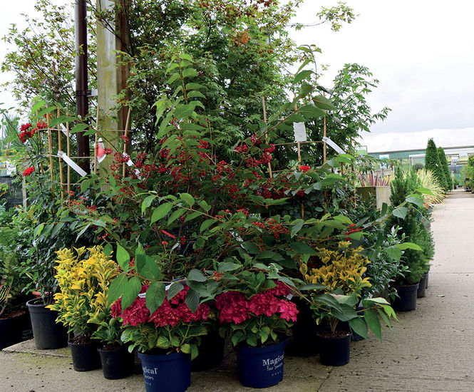 Specimen shrubs Palmstead Nurseries