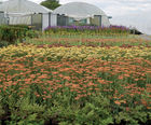 Perennial plants for landscape professionals