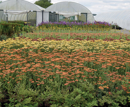 Perennial plants for landscape professionals