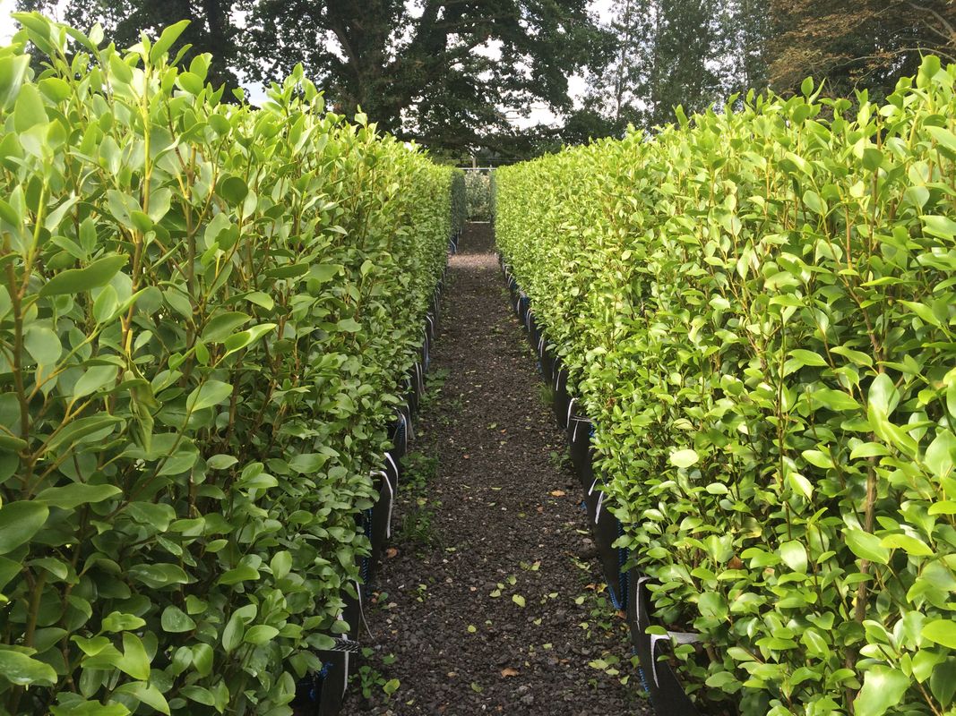 Images for Griselinia Instant Hedge