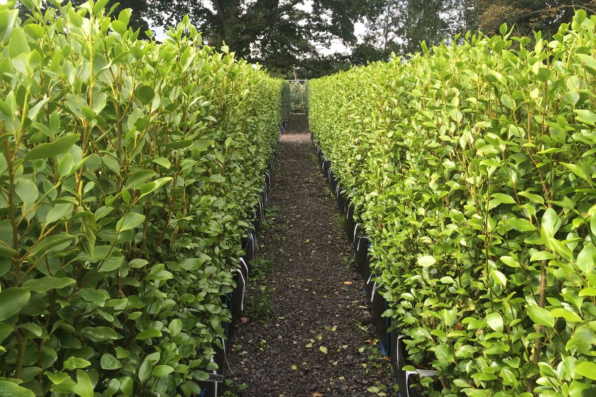 Griselinia Instant Hedge Images Griselinia Instant Hedge Images