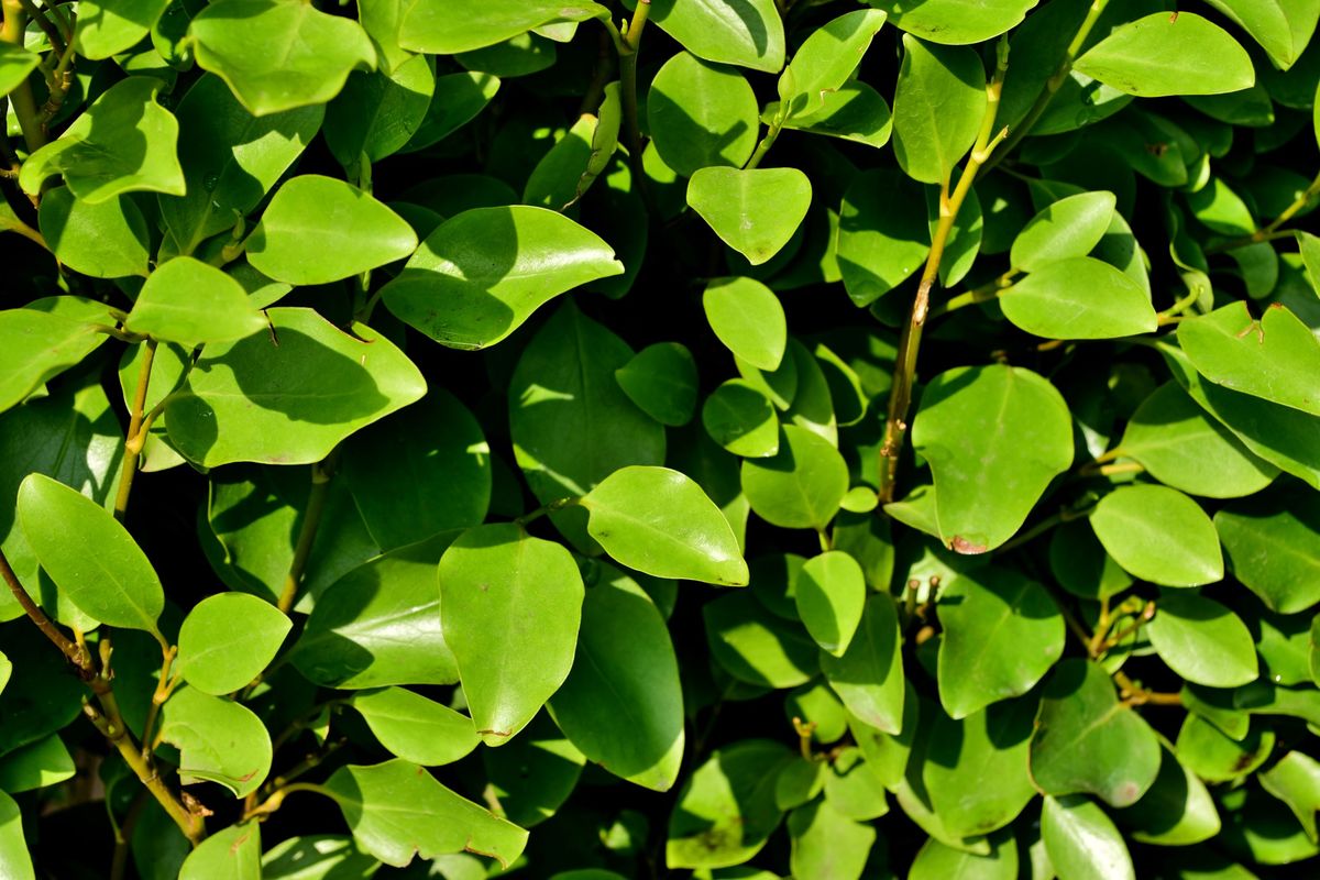 Images for Griselinia Instant Hedge