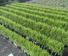 Griselinia Instant Hedge