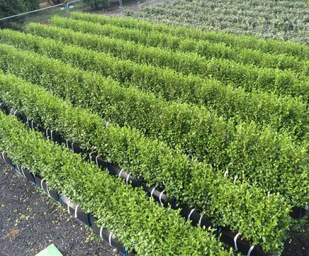 Griselinia Instant Hedge