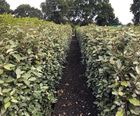Elaeagnus Instant Hedge